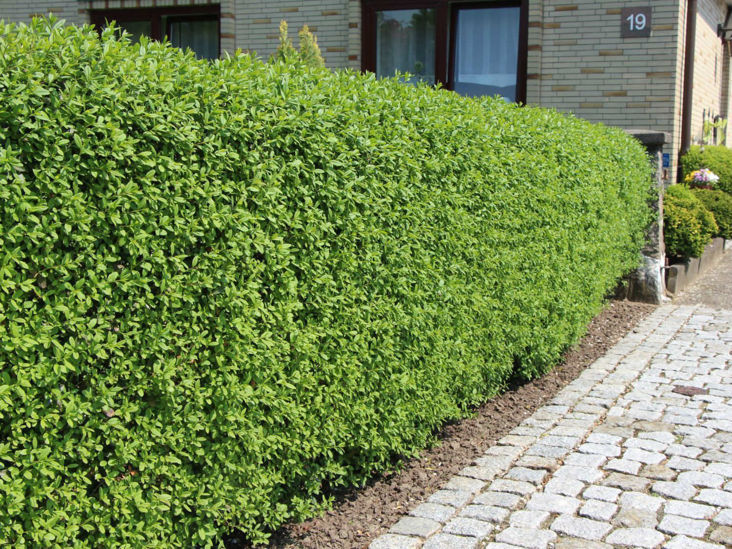 Ligustrum Çit Bitkisi