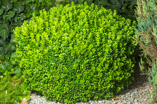 Şimşir (Buxus sempervirens 'Rotundifolia') | Dört Mevsim Yeşil Kalan Dekoratif Çit Bitkisi