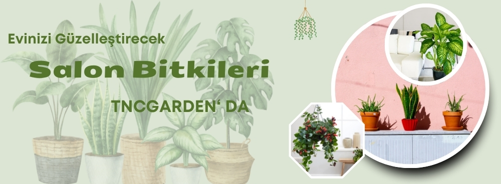 TNCGARDEN - 1