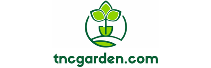 Hedera Sarmaşık 50-100 cm – Dekoratif ve Dayanıklı Fidan