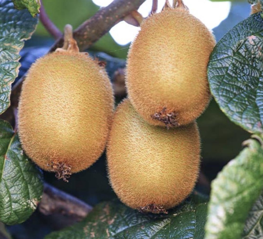 2'li Hayward Kivi Fidanı 1 Erkek + 1 Dişi 2'li Hayward Kivi Fidanı 1 Erkek + 1 Dişi