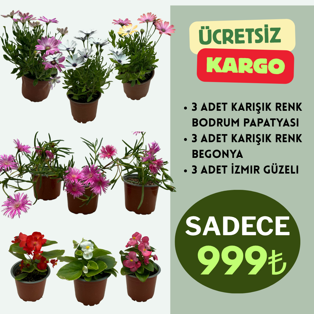 9'lu Çiçekli Bitki Seti | 3 Adet Begonya + 3 Adet Bodrum Papatyası + 3 Adet İzmir Güzeli | Balkon / Teras |