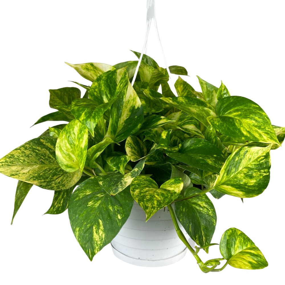 Alacalı Pothos Sarmaşığı& Yeşil Pothos Sarmaşığı- Askılı Saksıda