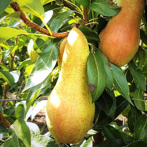 Abete Fetel Armut Fidanı 3 Yaş Tüplü ve Aşılı Abete Fetel Armut Fidanı 3 Yaş Tüplü ve Aşılı