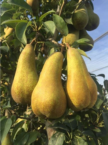 Abete Fetel Armut Fidanı 3 Yaş Tüplü ve Aşılı