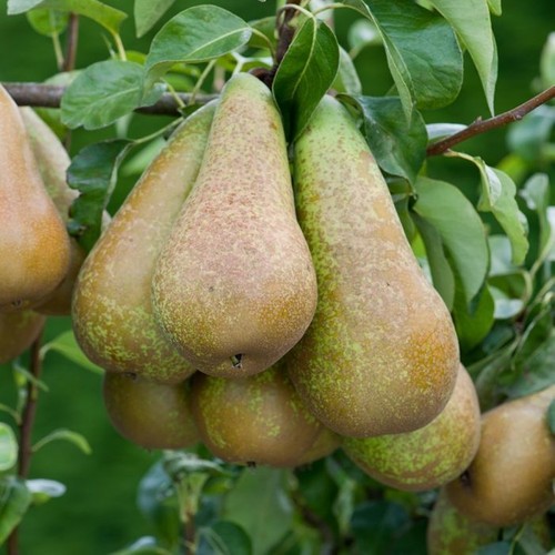 Abete Fetel Armut Fidanı 3 Yaş Tüplü ve Aşılı