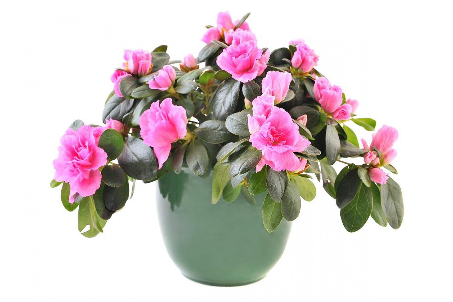 Açelya – Azalea -Pembe Açelya – Azalea -Pembe