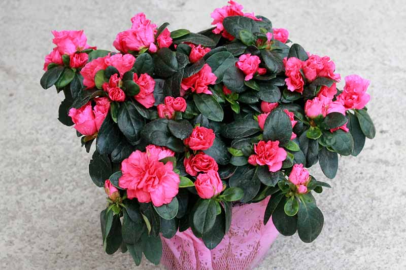 Açelya – Azalea -Pembe Açelya – Azalea -Pembe