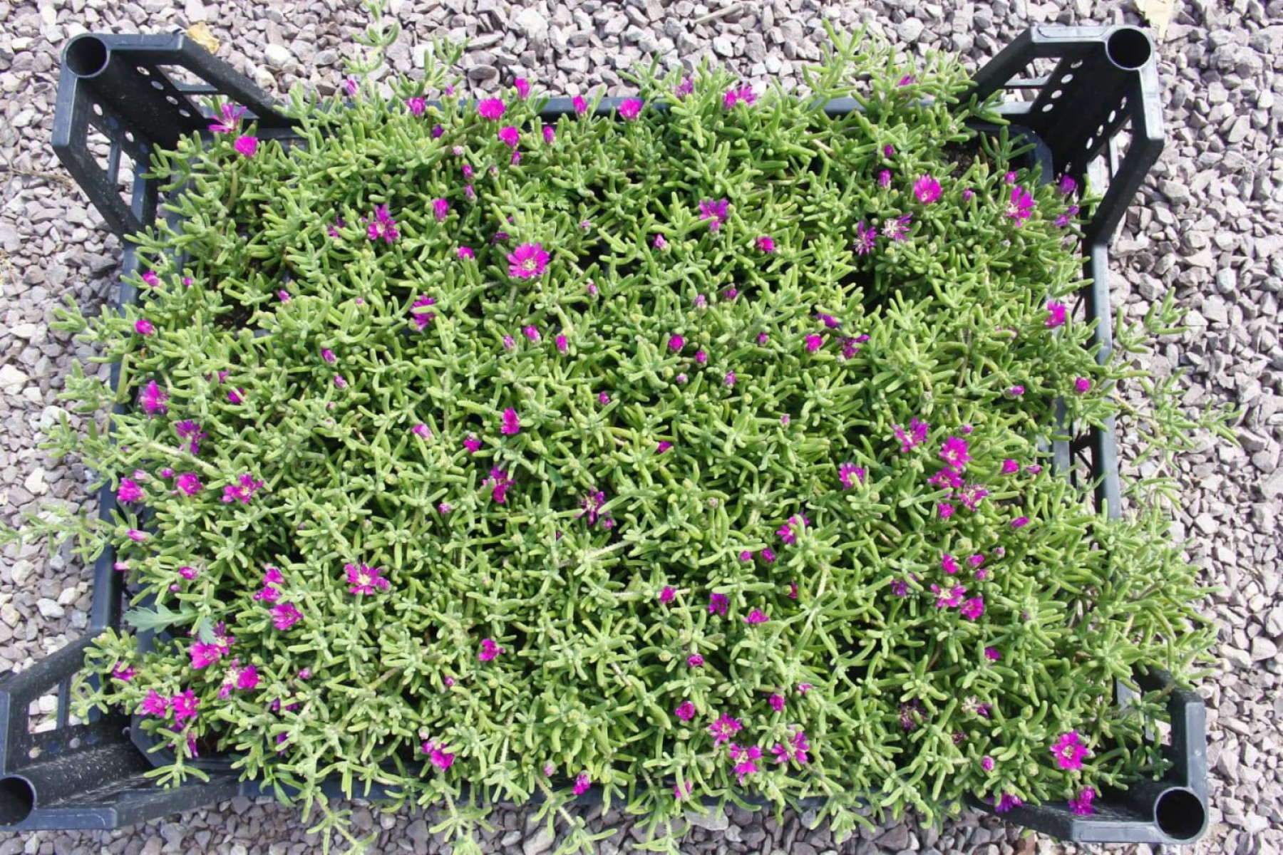 Acem Halısı Yer Örtücü- Yayılıcı Bitki 20 Adet