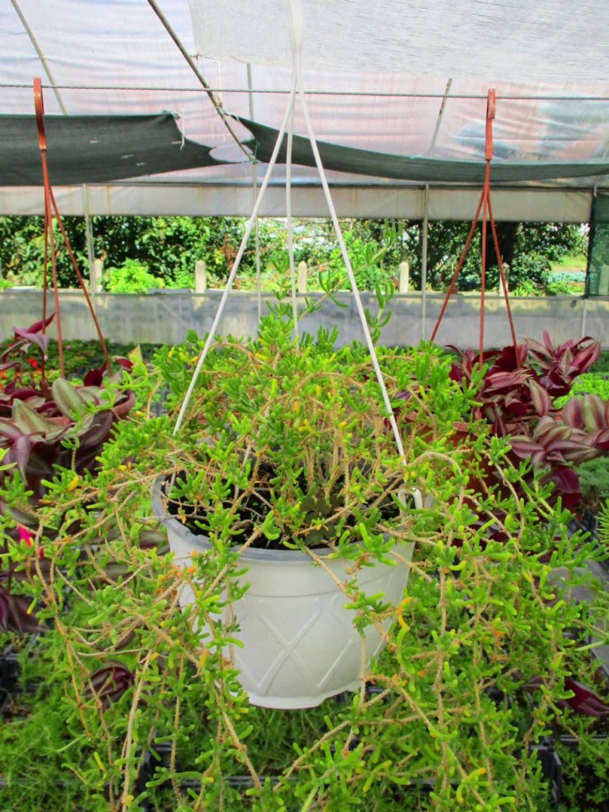 Acem Halısı - Askılı Saksıda