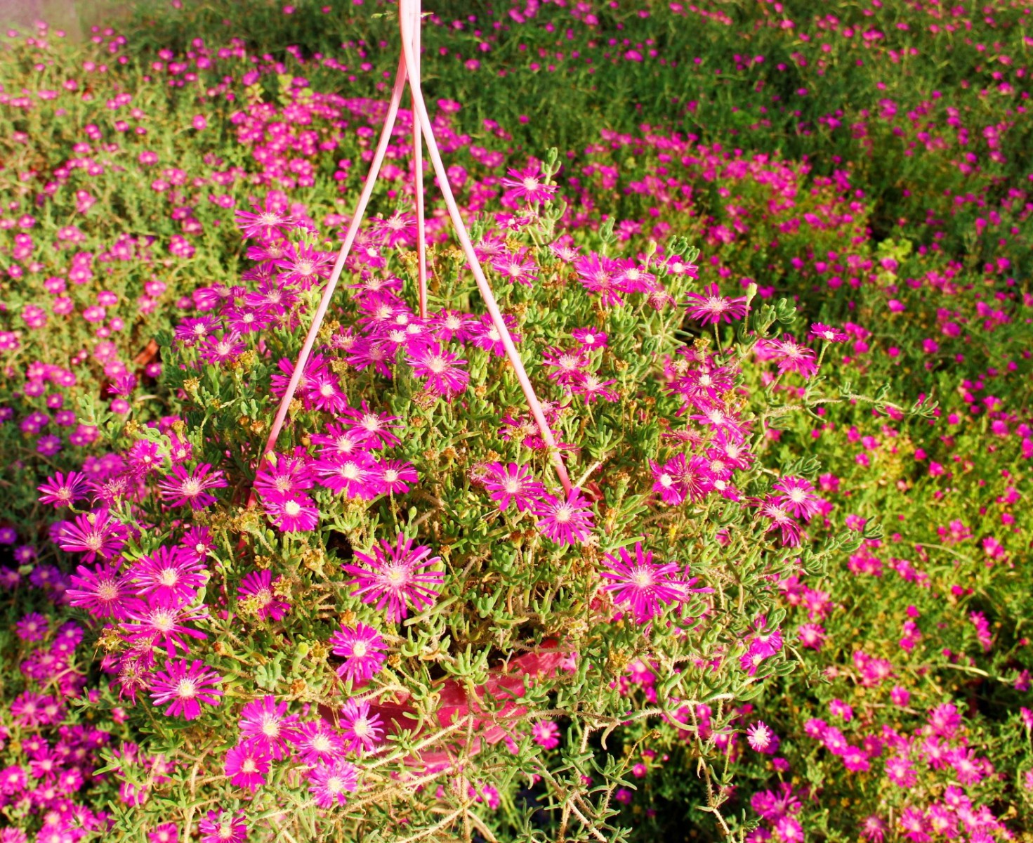 Acem Halısı - Askılı Saksıda