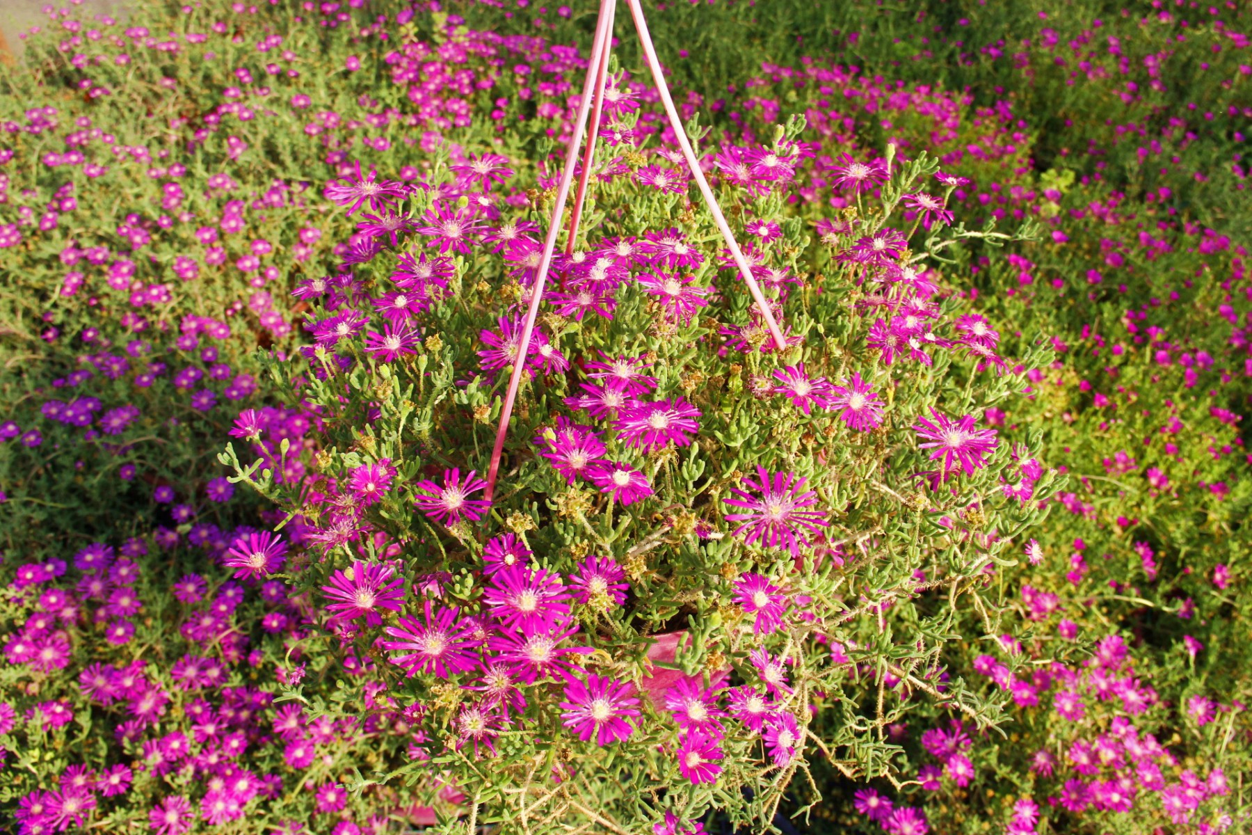 Acem Halısı - Askılı Saksıda