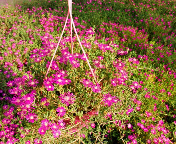 Acem Halısı - Askılı Saksıda Acem Halısı - Askılı Saksıda