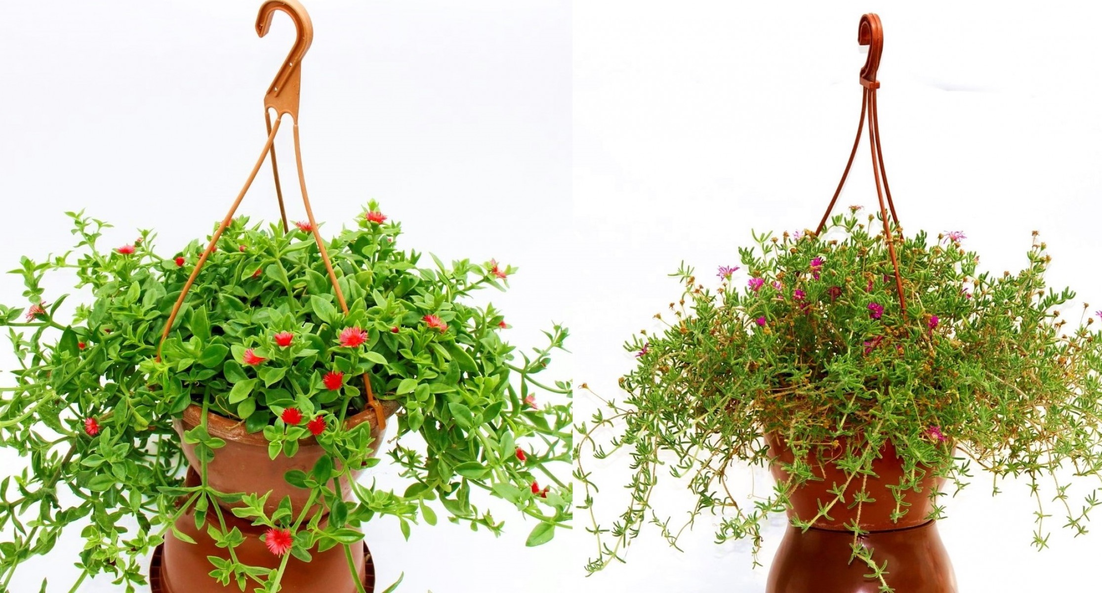 Acem Halısı ve Buz çiçeği Askılı Makrome Saksında Acem Halısı ve Buz çiçeği Askılı Makrome Saksında