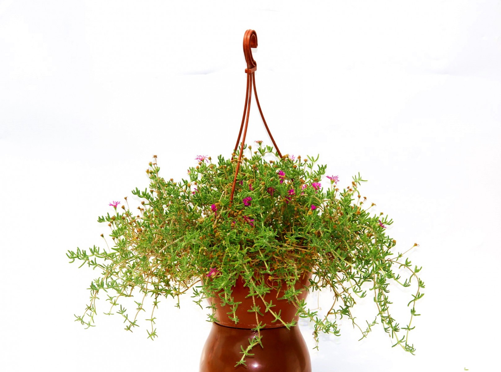 Acem Halısı ve Buz çiçeği Askılı Makrome Saksında Acem Halısı ve Buz çiçeği Askılı Makrome Saksında