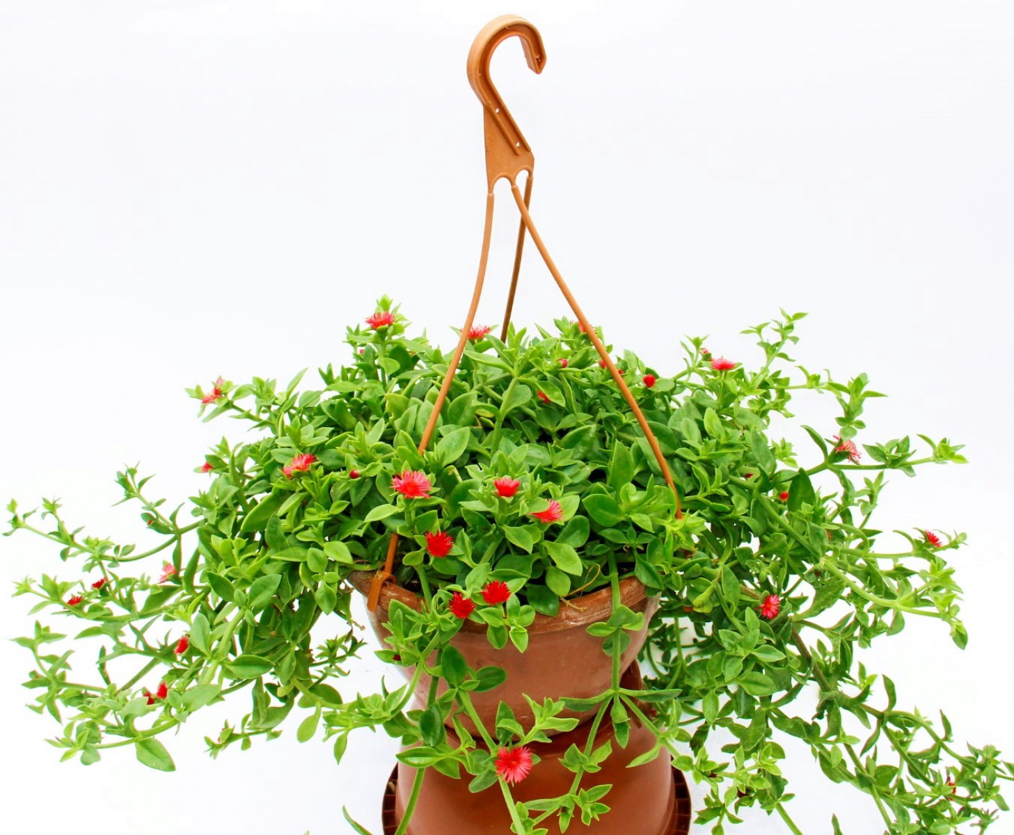 Acem Halısı ve Buz çiçeği Askılı Makrome Saksında Acem Halısı ve Buz çiçeği Askılı Makrome Saksında