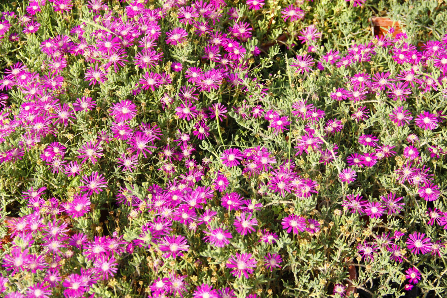 Acem Halısı ve Buz çiçeği Askılı Makrome Saksında Acem Halısı ve Buz çiçeği Askılı Makrome Saksında