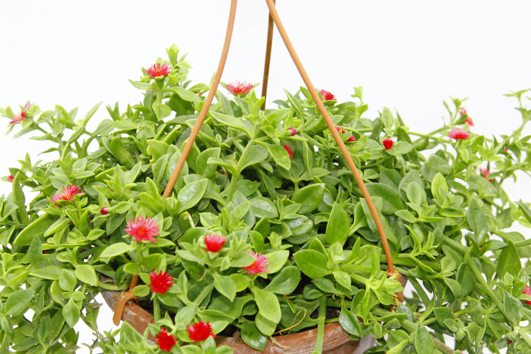 Acem Halısı ve Buz çiçeği Askılı Makrome Saksında Acem Halısı ve Buz çiçeği Askılı Makrome Saksında