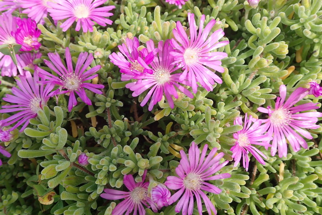 Acem Halısı Yer Örtücü- Yayılıcı Bitki 20 Adet