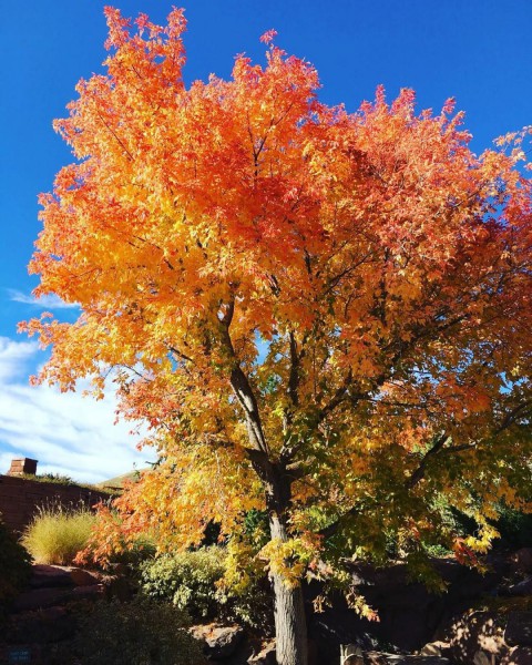 Acer Negundo Dişbudak Yapraklı Akçaağaç 10 Adet Acer Negundo Dişbudak Yapraklı Akçaağaç 10 Adet