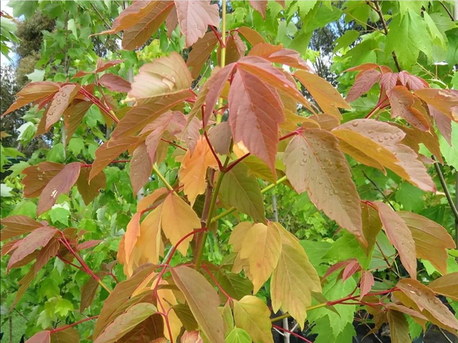 Acer Negundo Dişbudak Yapraklı Akçaağaç 3 Adet Acer Negundo Dişbudak Yapraklı Akçaağaç 3 Adet