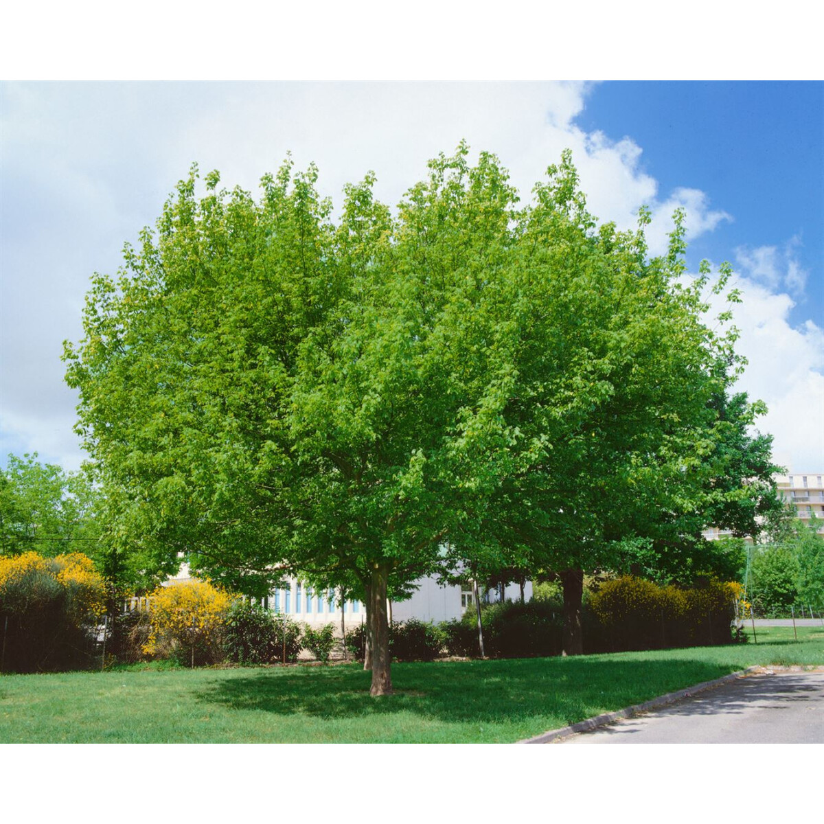 Acer Negundo Dişbudak Yapraklı Akçaağaç 5 Adet Acer Negundo Dişbudak Yapraklı Akçaağaç 5 Adet