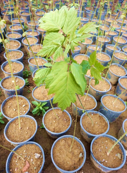 Acer Negundo Dişbudak Yapraklı Akçaağaç 5 Adet Acer Negundo Dişbudak Yapraklı Akçaağaç 5 Adet