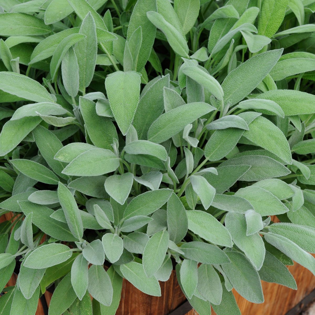 Adaçayı – Salvia Officinalis – Tıbbi Adaçayı 10 Adet
