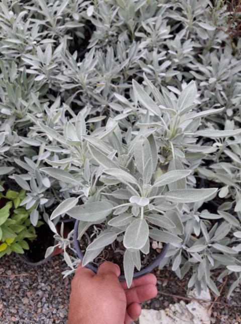 Adaçayı – Salvia Officinalis – Tıbbi Adaçayı 10 Adet