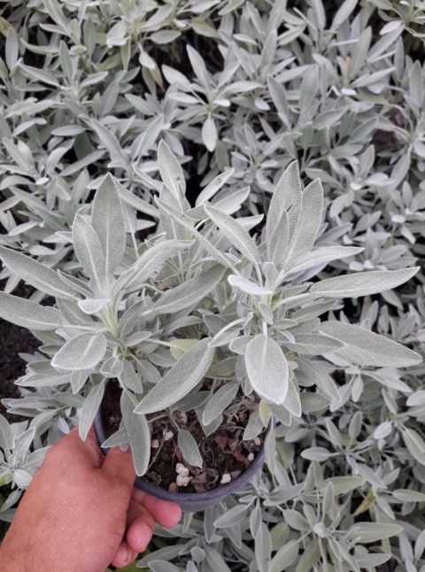 Adaçayı – Salvia Officinalis – Tıbbi Adaçayı 5 Adet