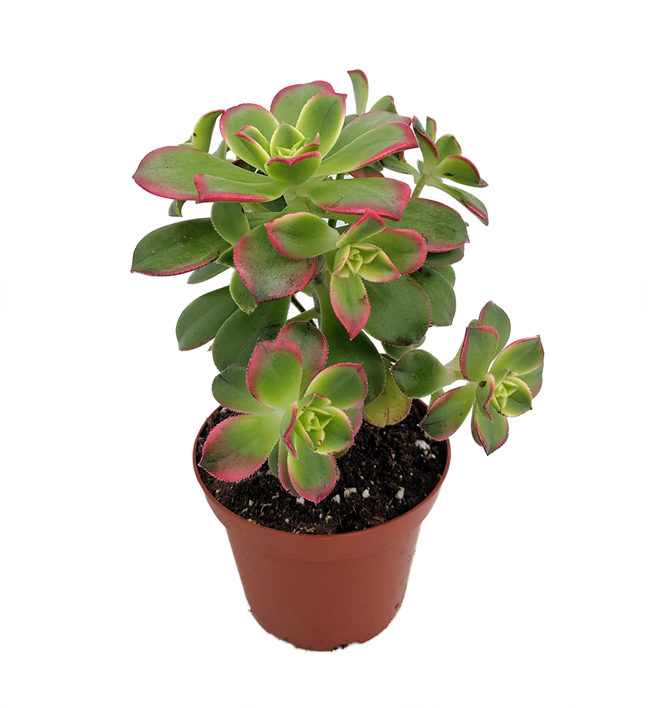Aeonium Kiwi – Gökkuşağı Sukulent 10 Adet