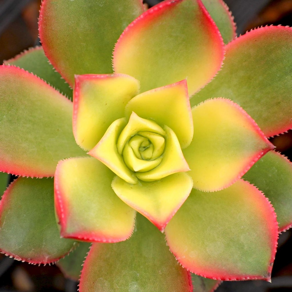 Aeonium Kiwi – Gökkuşağı Sukulent 5 Adet