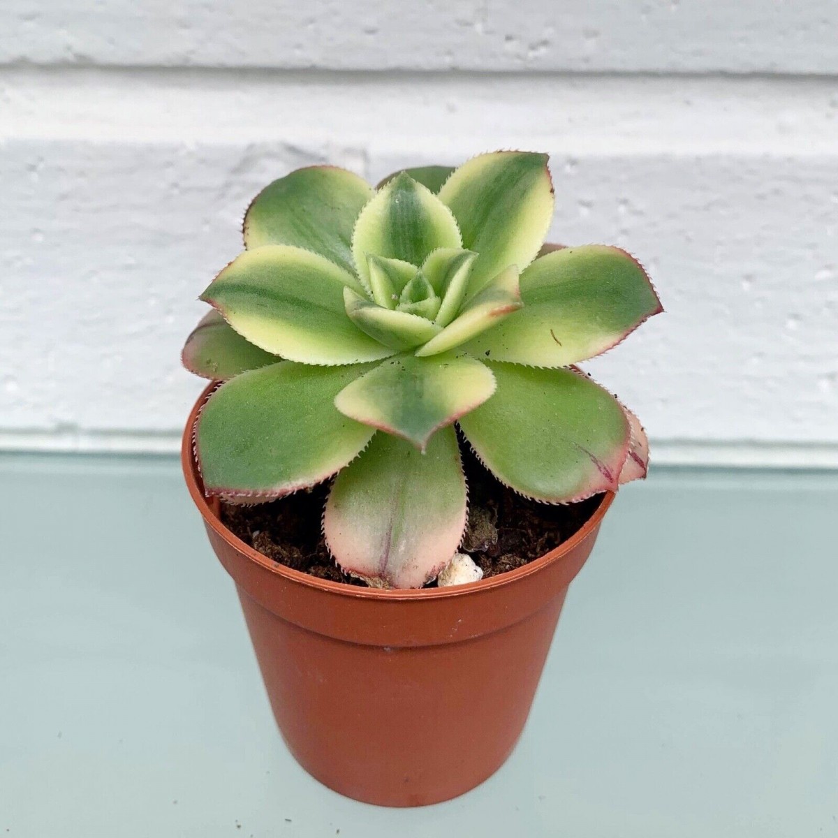 Aeonium Kiwi – Gökkuşağı Sukulent 5 Adet