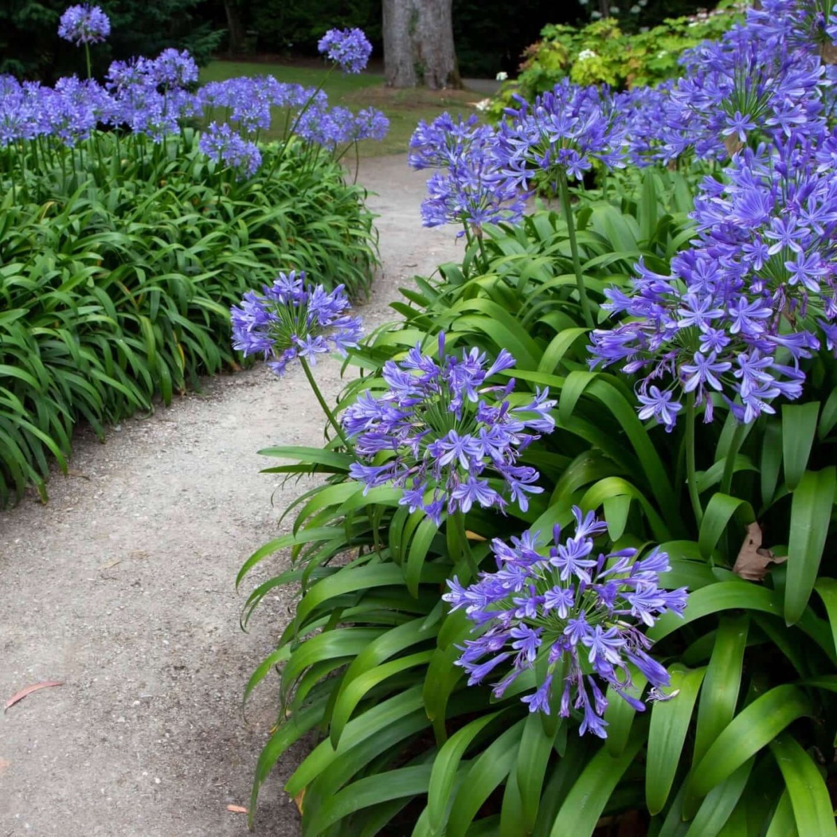 Afrika Zambağı Agapanthus 3 Adet Afrika Zambağı Agapanthus 3 Adet