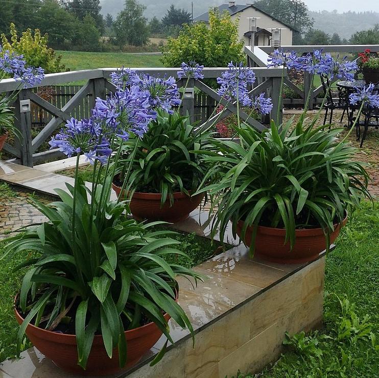 Afrika Zambağı Agapanthus 3 Adet Afrika Zambağı Agapanthus 3 Adet