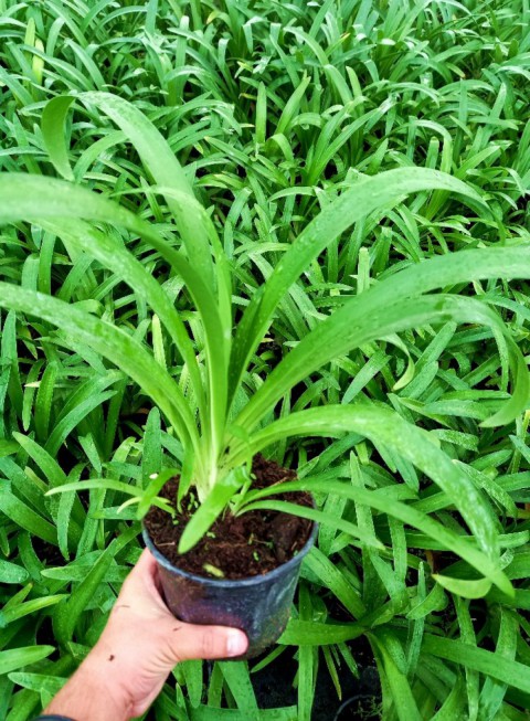 Afrika Zambağı Agapanthus