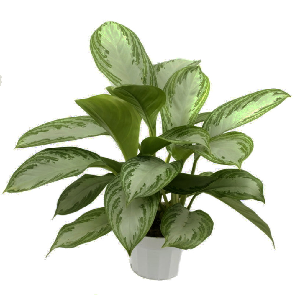 Aglonema Silver - Çin Herdemyeşili Aglonema Silver - Çin Herdemyeşili