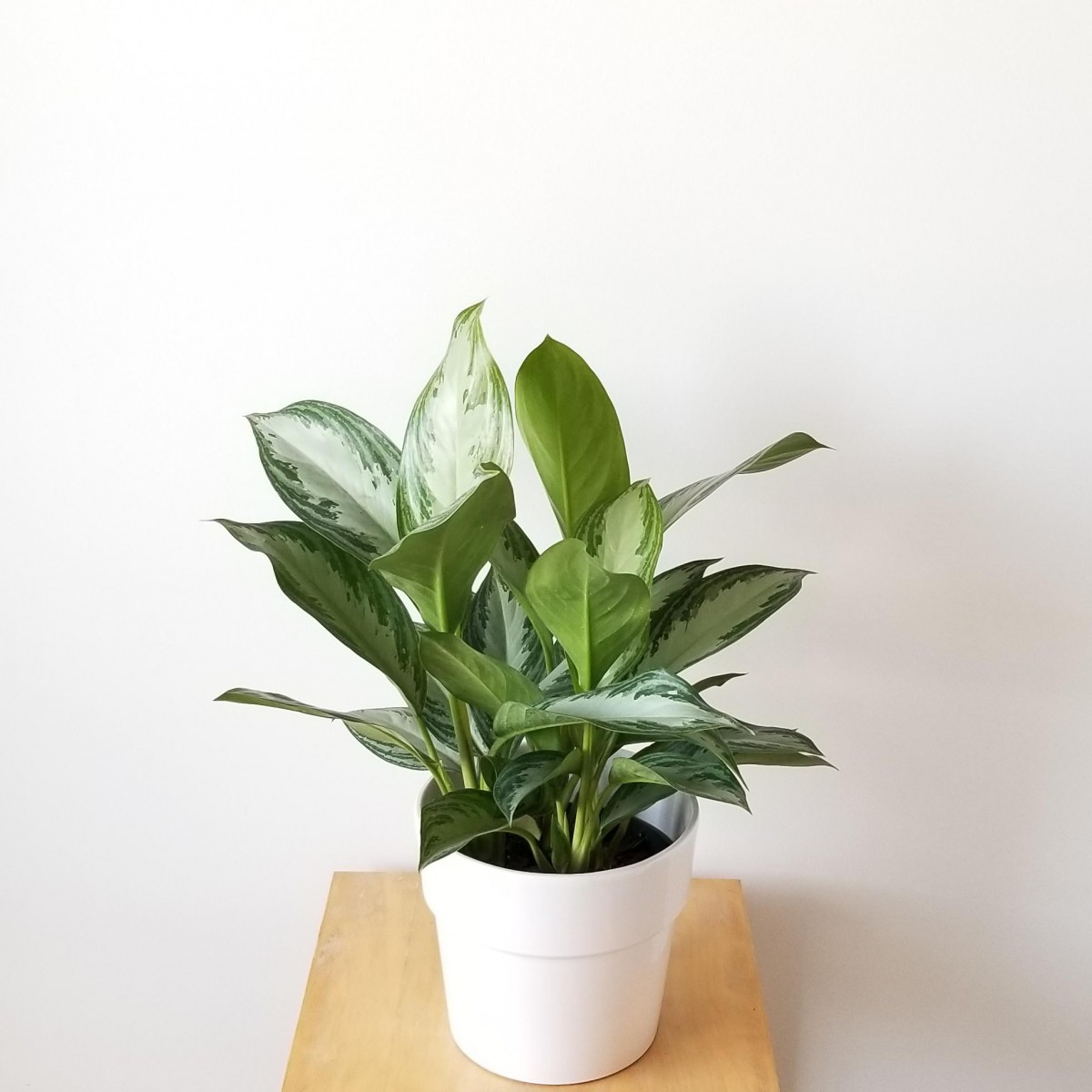 Aglonema Silver - Çin Herdemyeşili Aglonema Silver - Çin Herdemyeşili