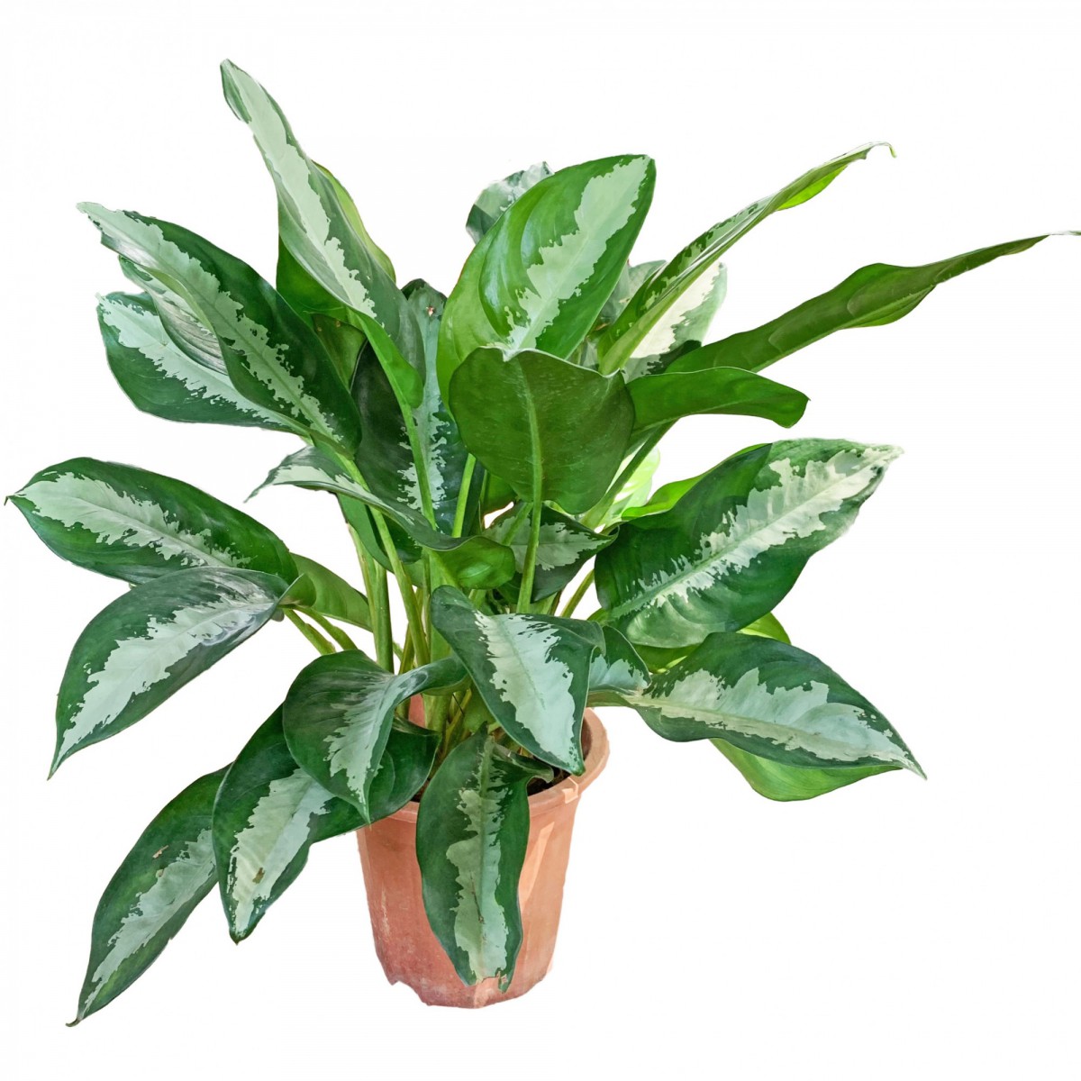 Aglonema Silver - Çin Herdemyeşili Aglonema Silver - Çin Herdemyeşili