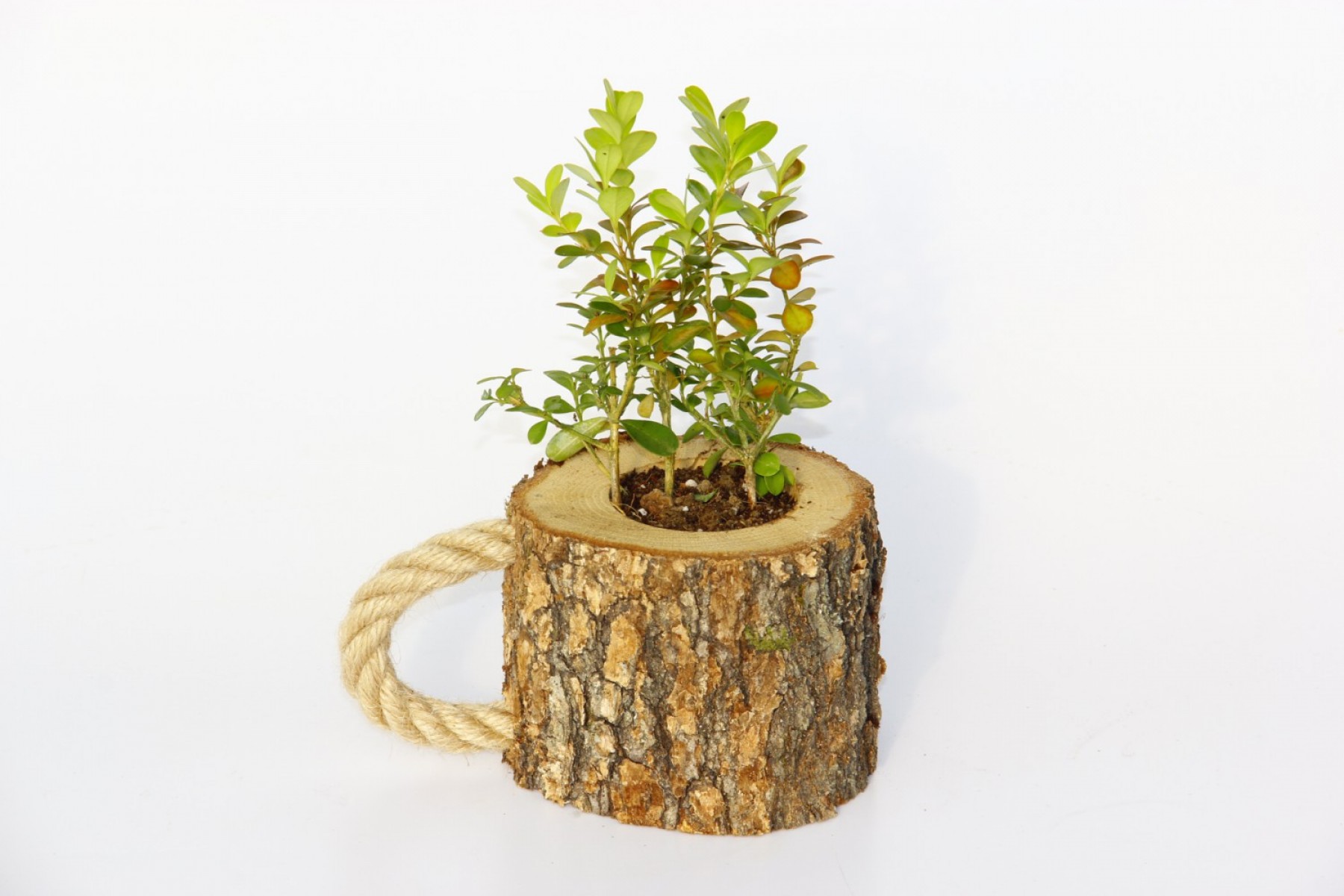 Ahşap Dekoratif Kupa Sukulent