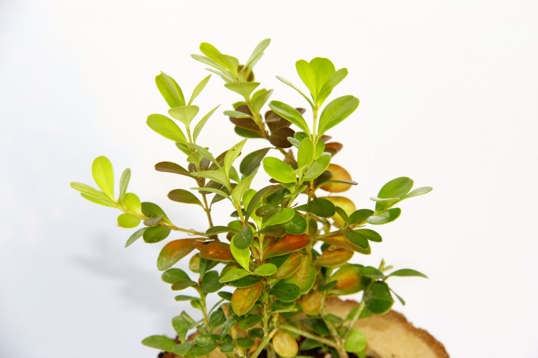 Ahşap Dekoratif Kupa Sukulent