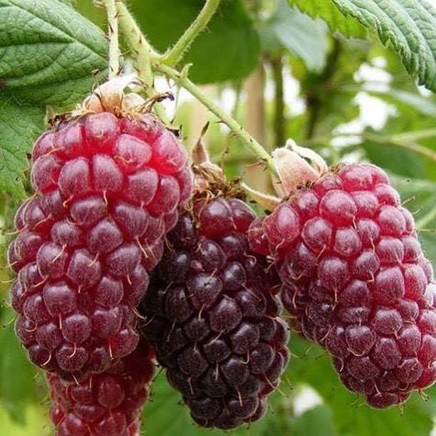 Ahududu Frambuaz Fidanı 2 Yaş Tüplü Ahududu Frambuaz Fidanı 2 Yaş Tüplü