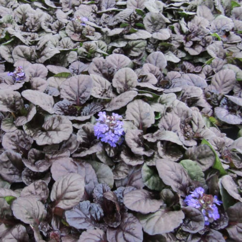 Ajuga Bitkisi – Mayasıl Otu 10 Adet Ajuga Bitkisi – Mayasıl Otu 10 Adet