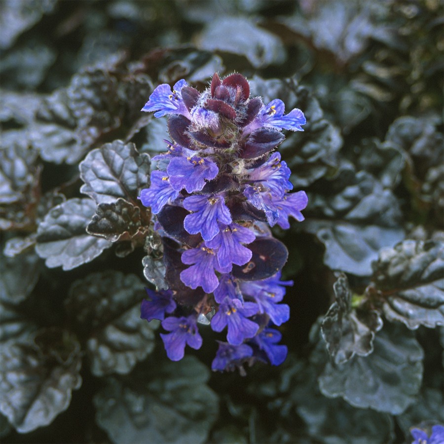 Ajuga Bitkisi – Mayasıl Otu 20 Adet Ajuga Bitkisi – Mayasıl Otu 20 Adet