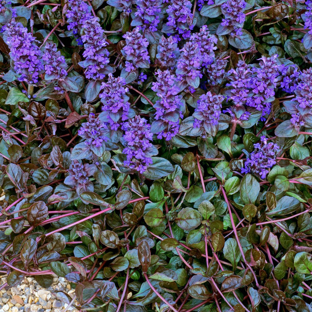 Ajuga Bitkisi – Mayasıl Otu 20 Adet Ajuga Bitkisi – Mayasıl Otu 20 Adet