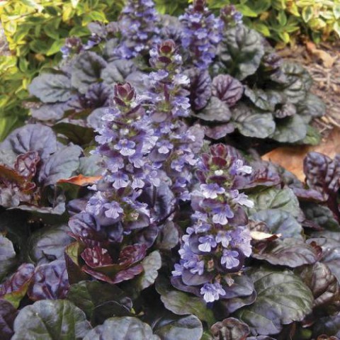 Ajuga Bitkisi – Mayasıl Otu 40 Adet