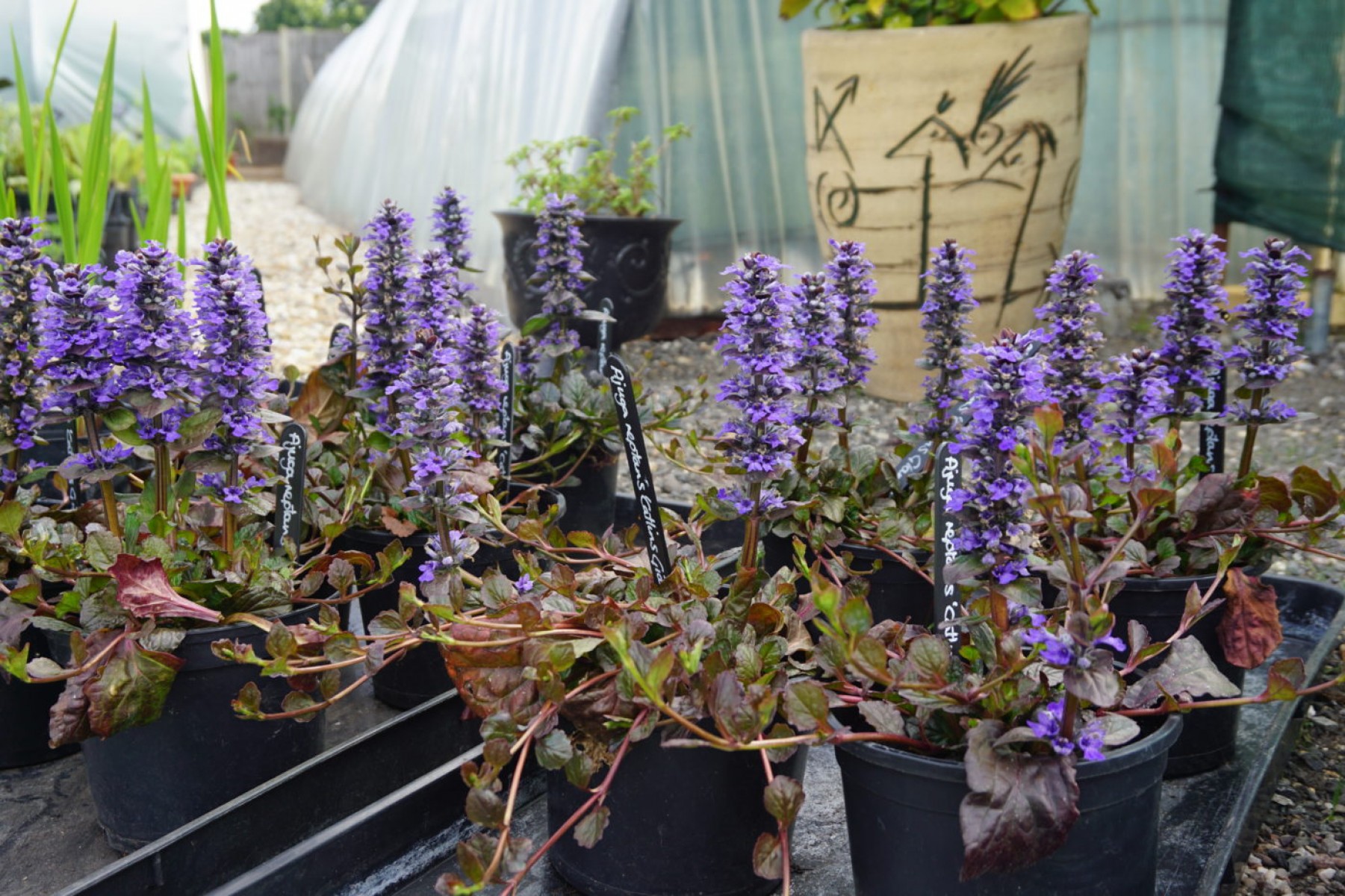Ajuga Bitkisi – Mayasıl Otu 40 Adet