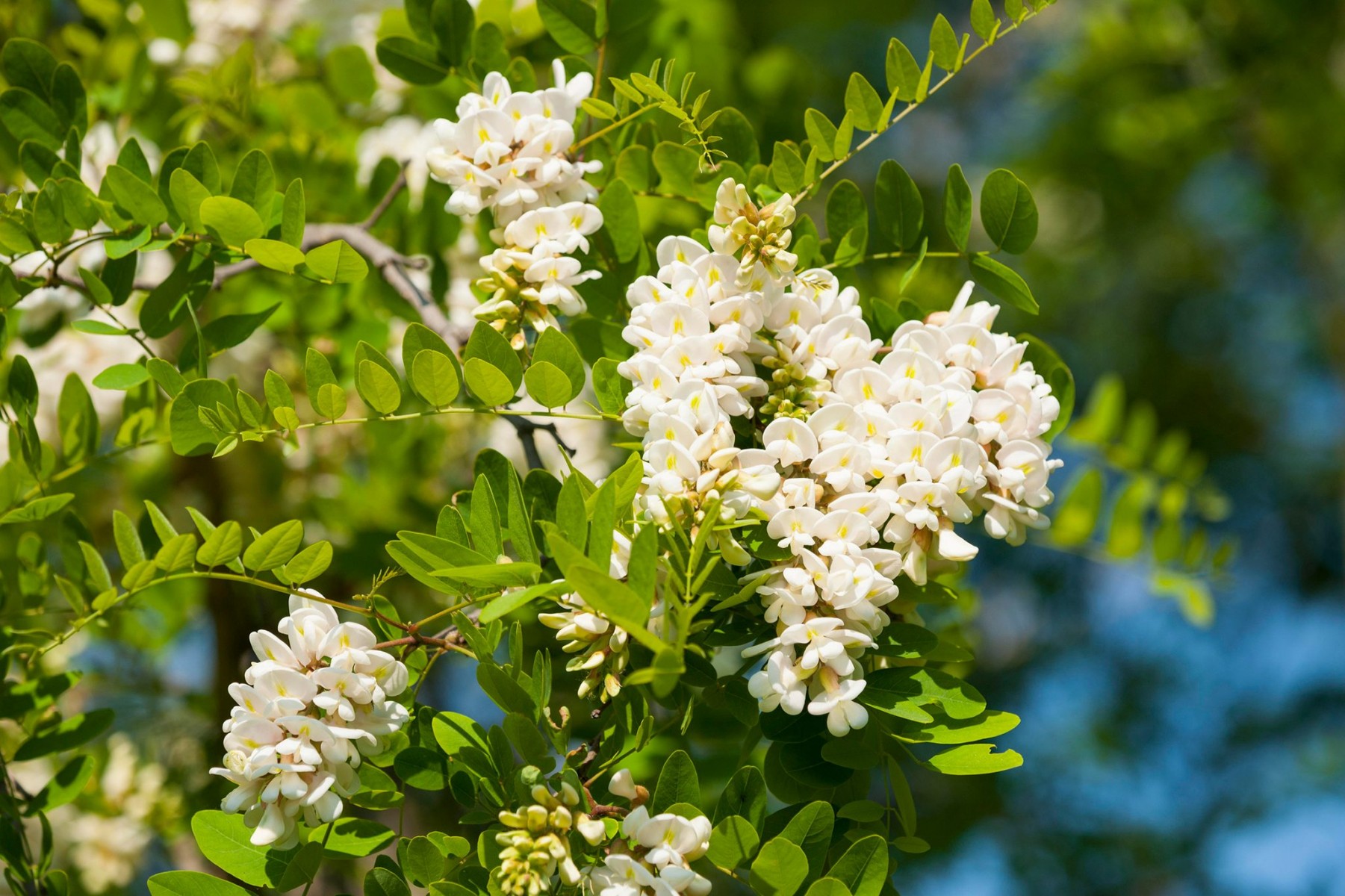 Akasya Fidanı Beyaz Çiçekli  – Yalancı Akasya - Robinia pseudo-acacia