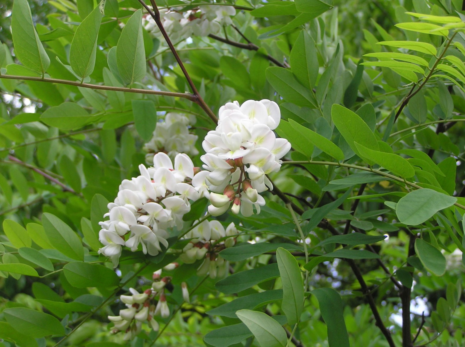 Akasya Fidanı Beyaz Çiçekli  – Yalancı Akasya - Robinia pseudo-acacia