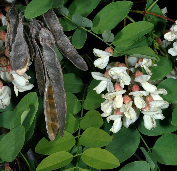 Akasya Fidanı Beyaz Çiçekli  – Yalancı Akasya - Robinia pseudo-acacia